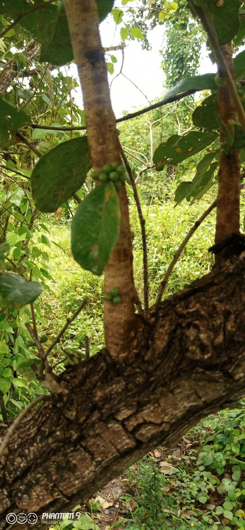 Bridelia ferruginea fruit