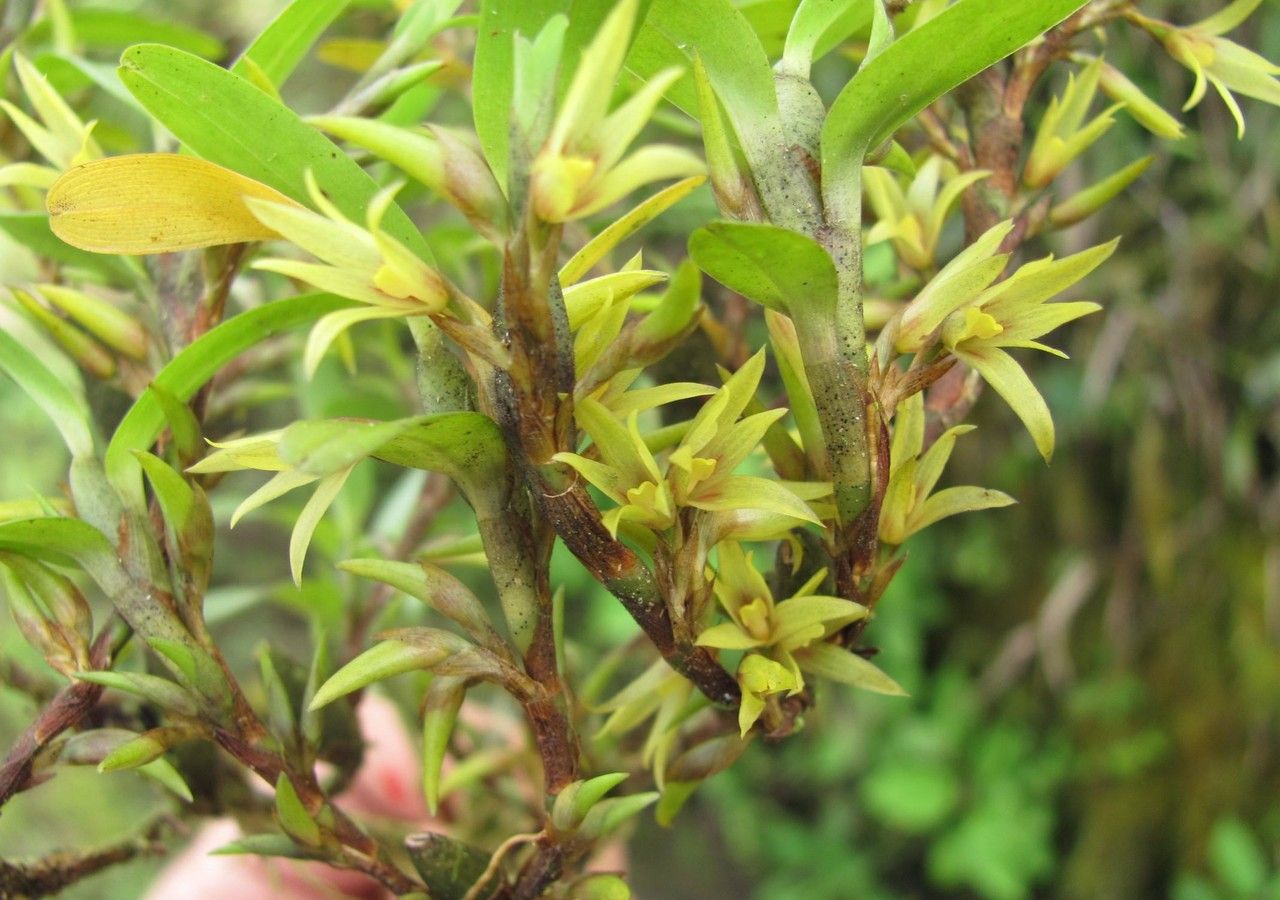 Camaridium microphyton — houseplant care guide