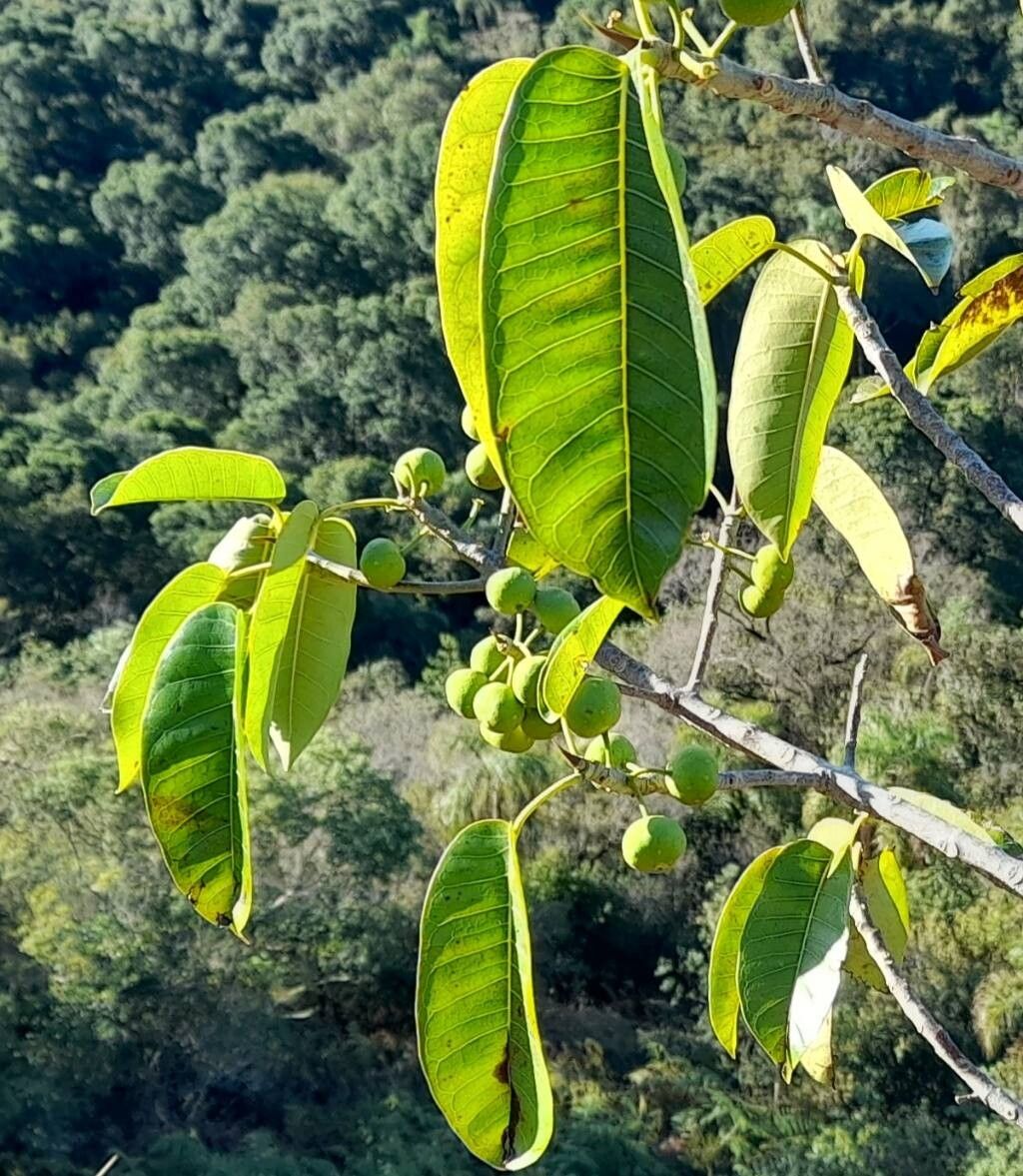 Ficus eximia — houseplant care guide