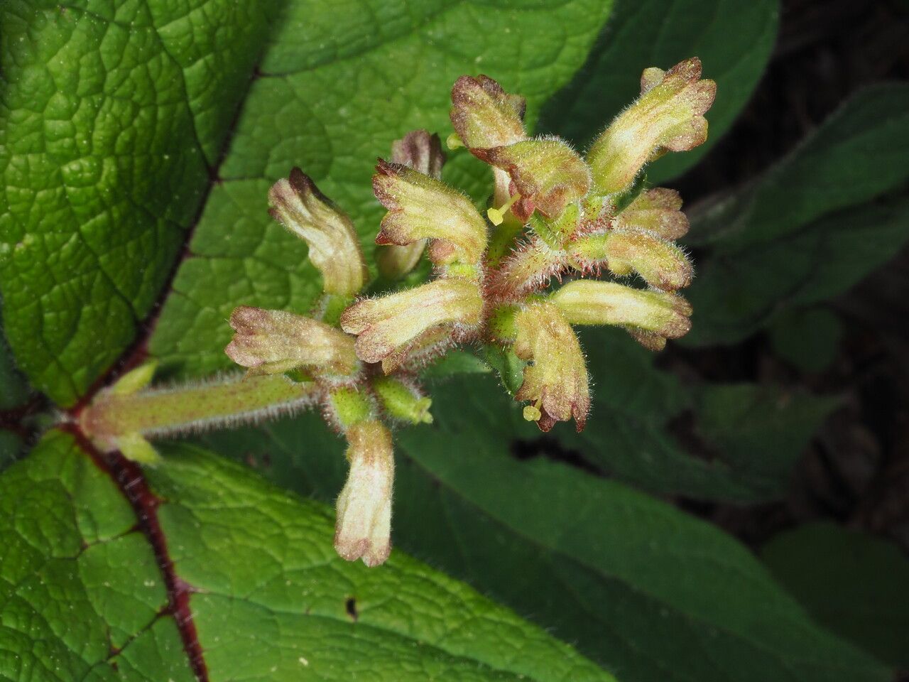 Triosteum pinnatifidum flower