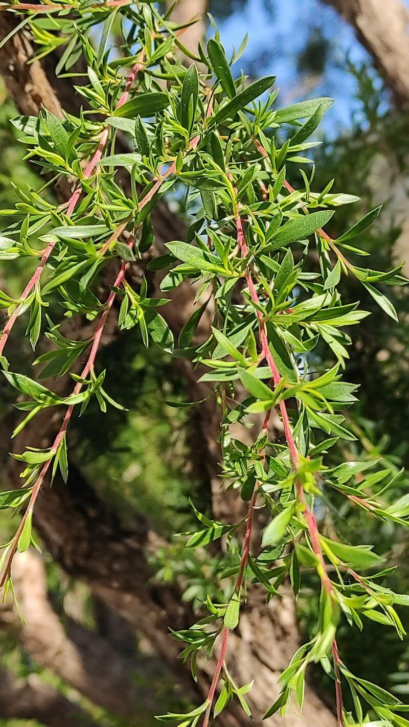 Kunzea peduncularis — houseplant care guide