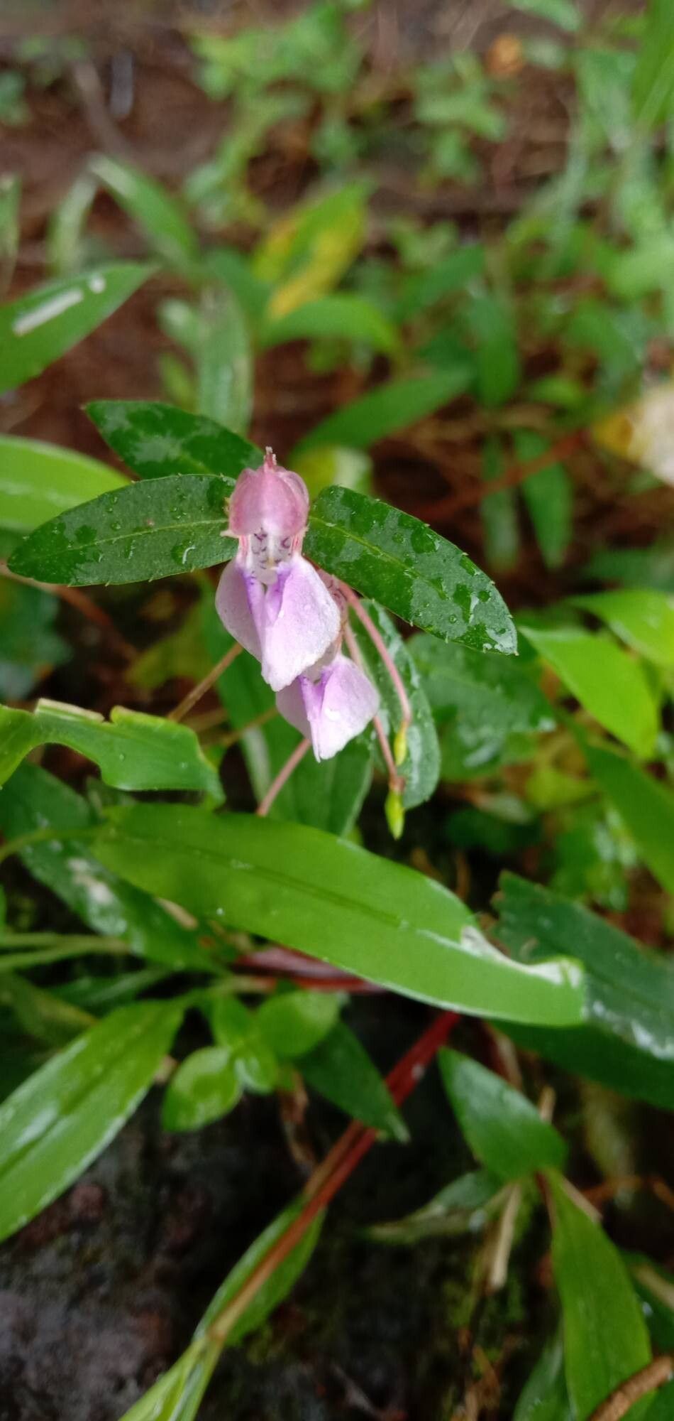 Impatiens rosea flower