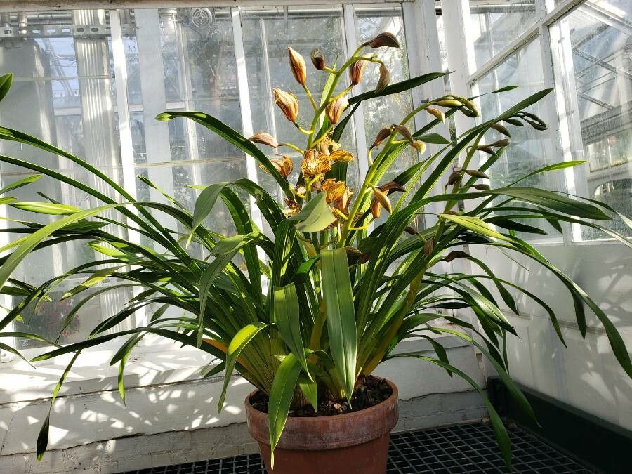 Cymbidium tracyanum habit