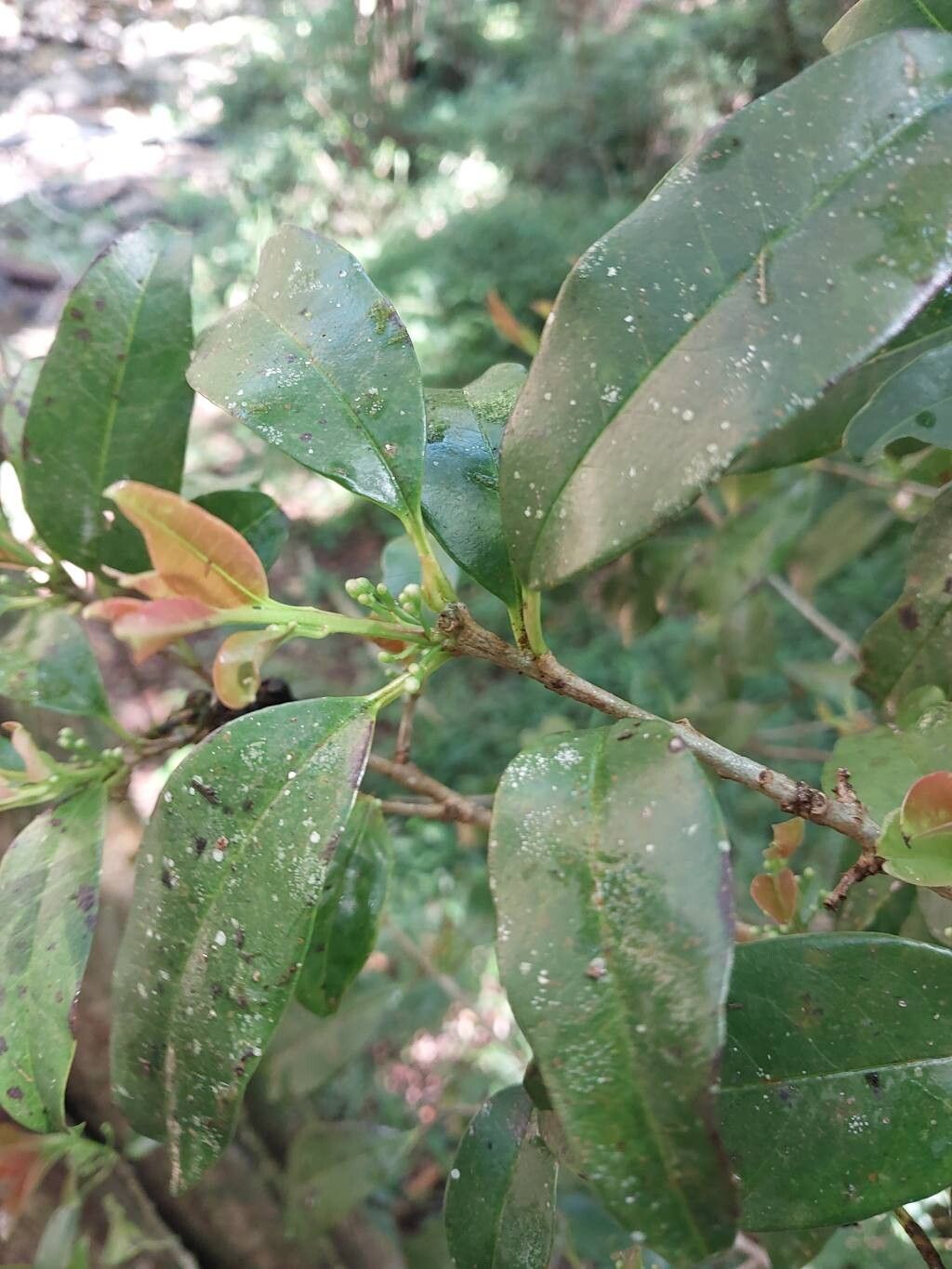 Erythroxylum ferrugineum other