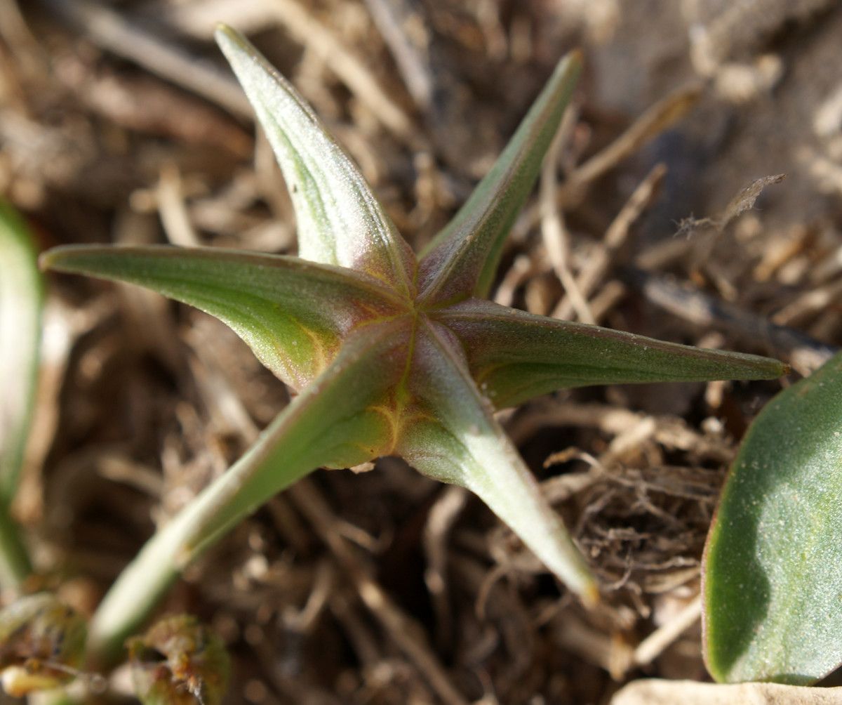 Damasonium polyspermum fruit