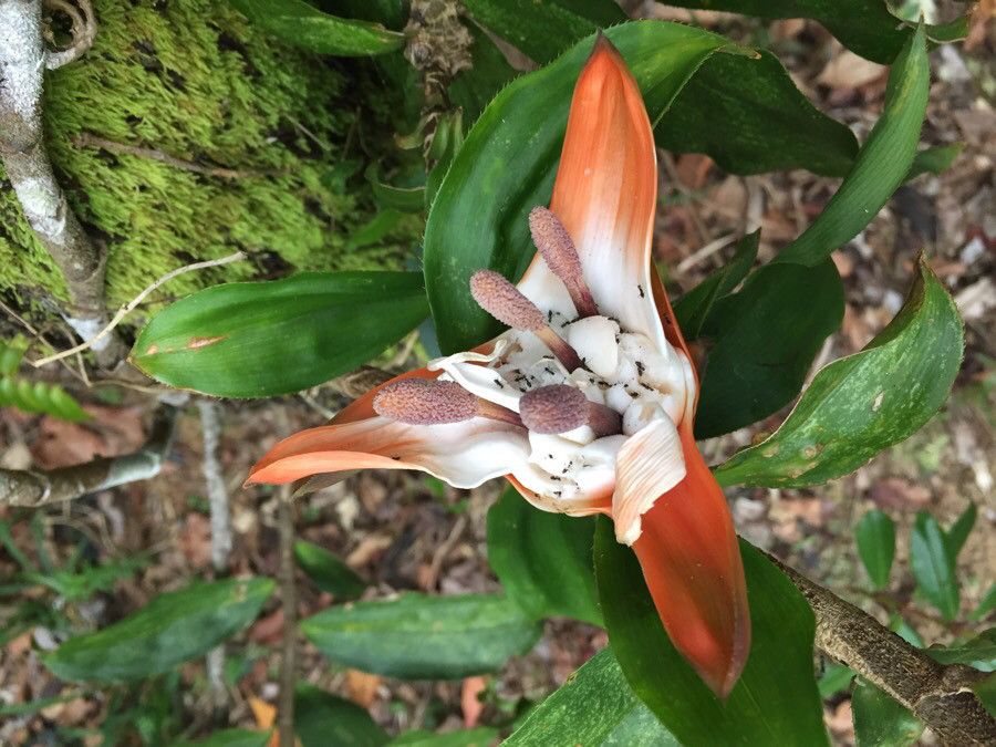 Freycinetia verruculosa — houseplant care guide