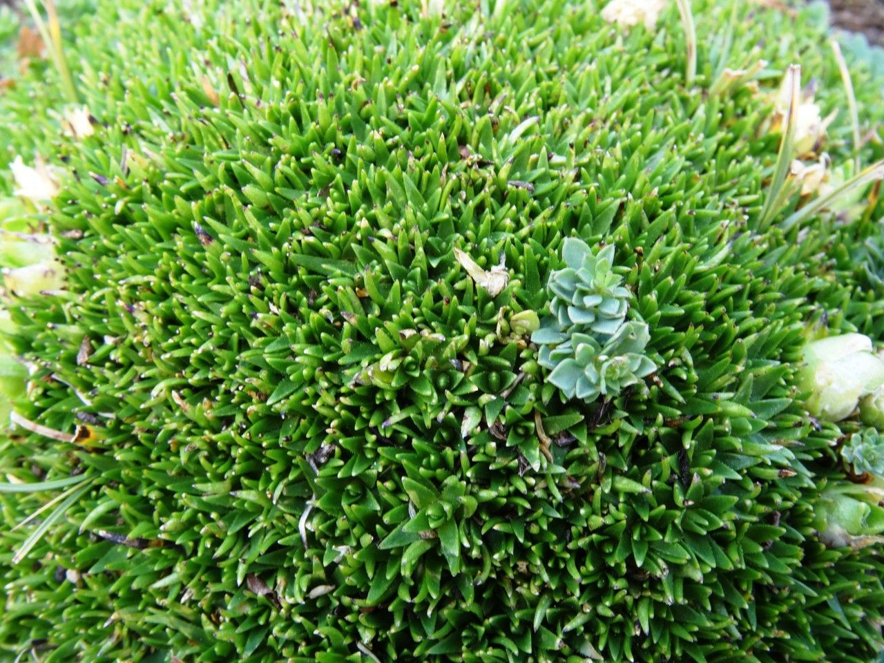 Minuartia sedoides — houseplant care guide