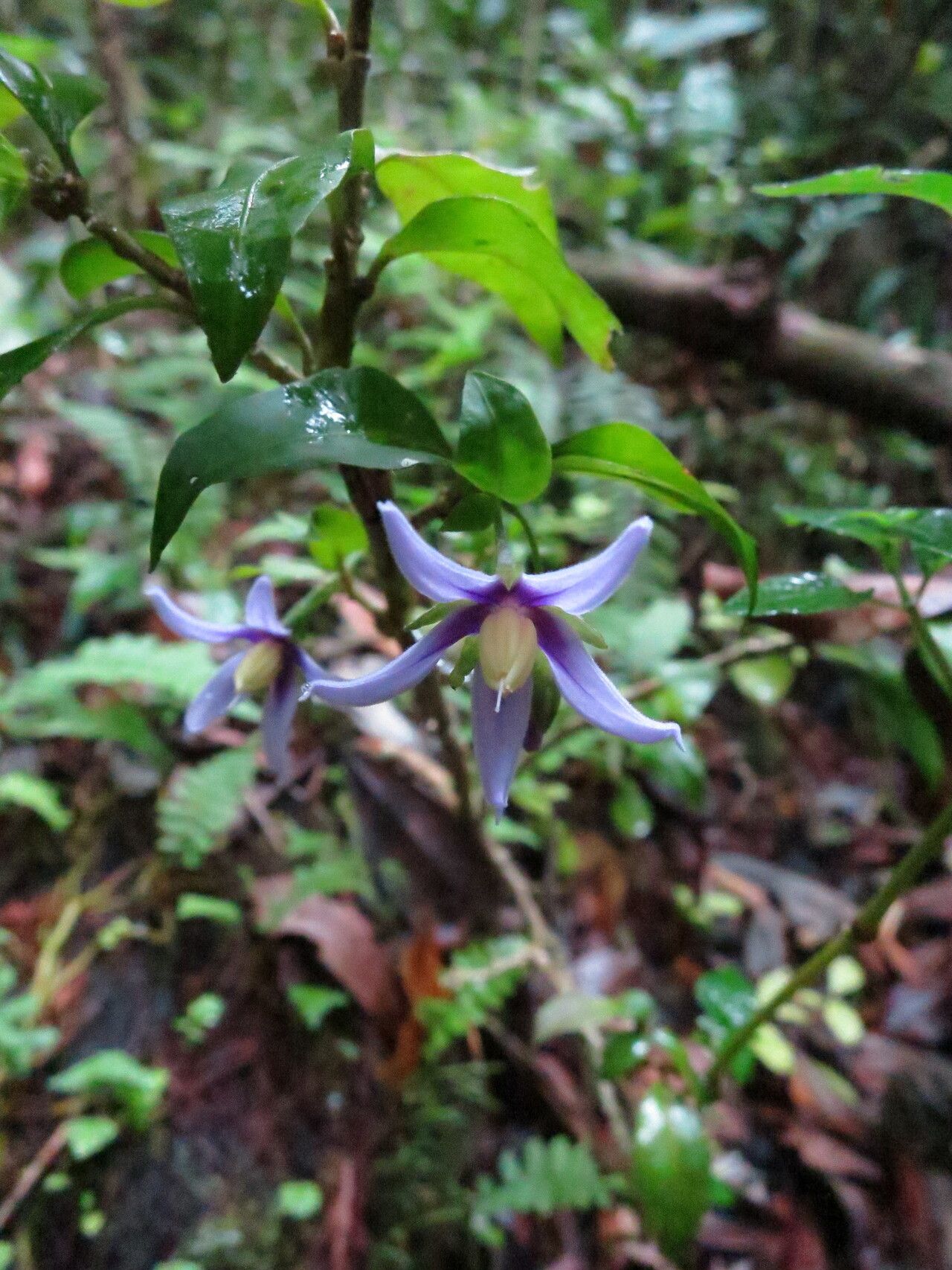 Solanum humblotii flower