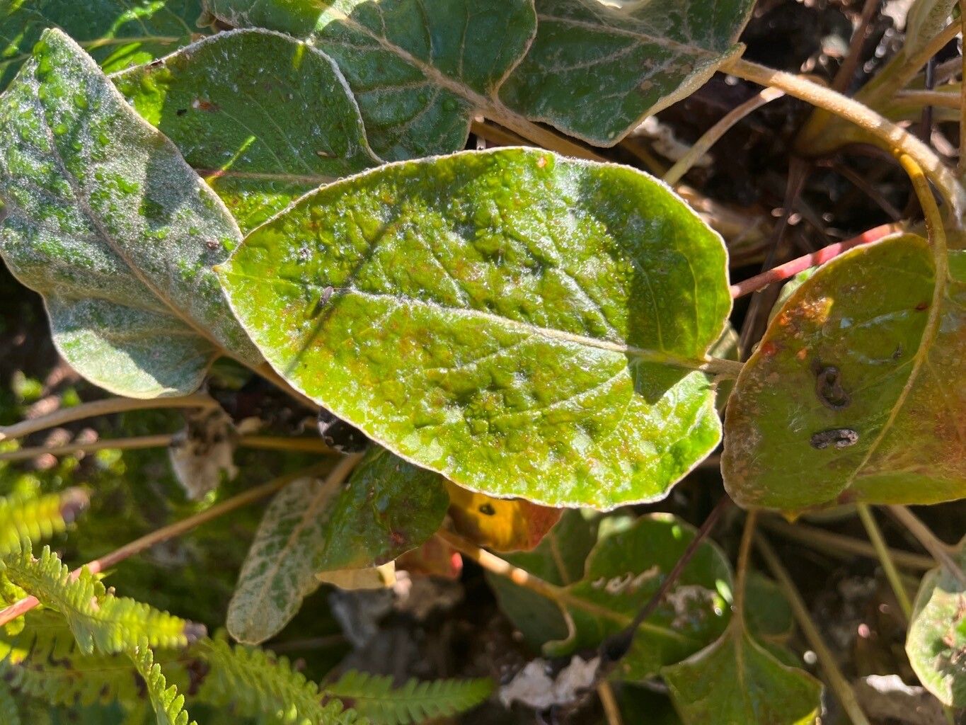 Eriogonum allenii — related species from the same genus