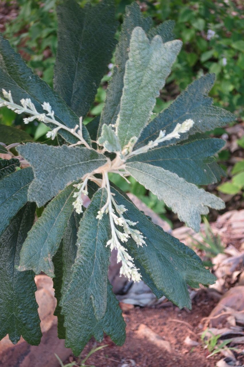 Tarchonanthus trilobus other