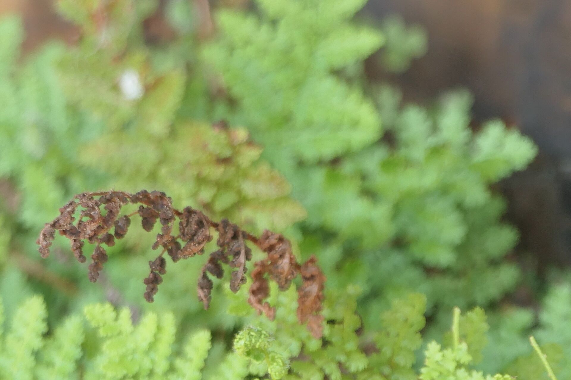 Anemia caffrorum leaf