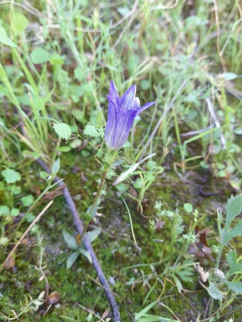 Gentiana olivieri habit