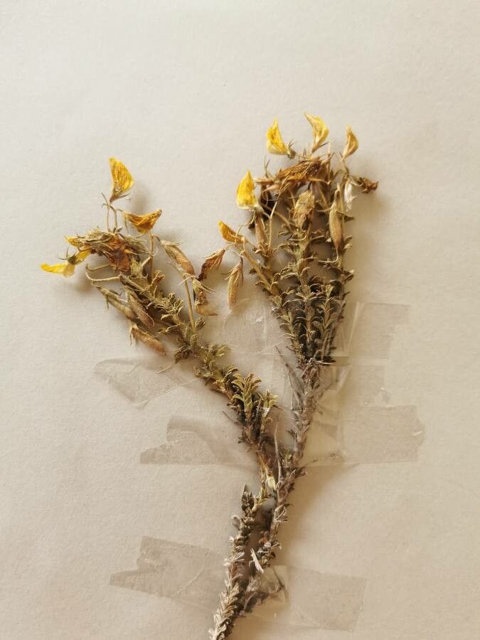 Ononis vaginalis fruit