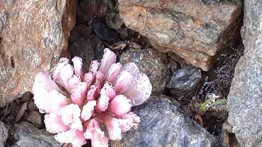 Trifolium pallescens flower