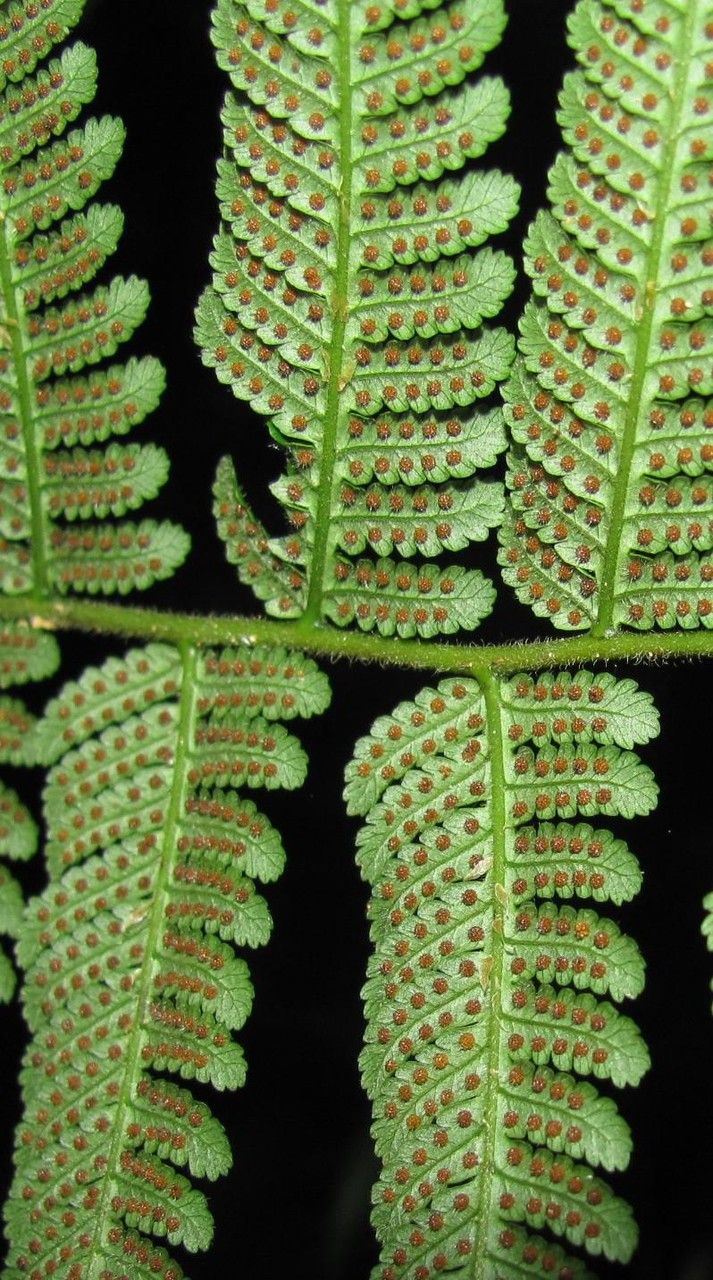 Cyathea acutidens leaf