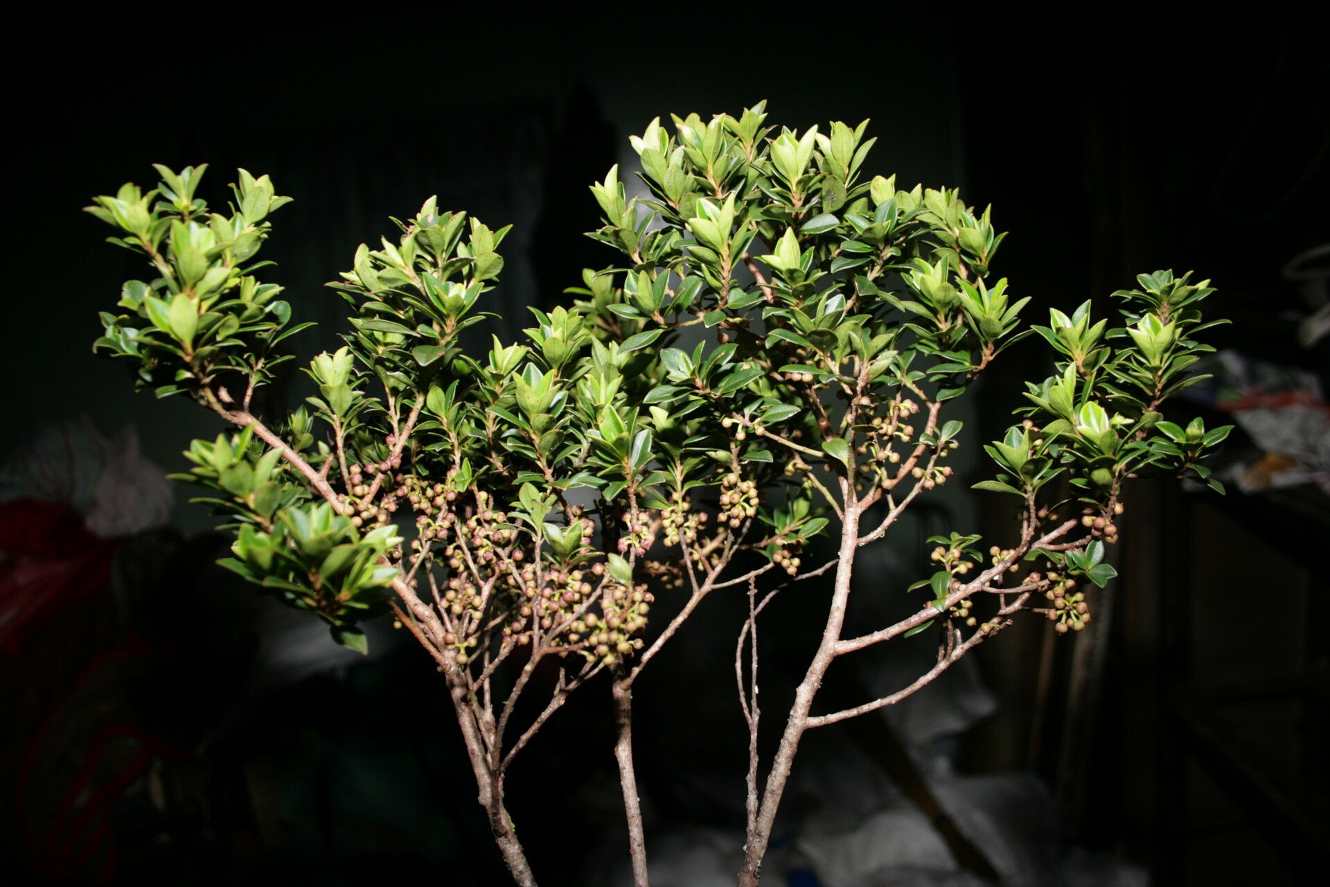 Myrsine velutina other