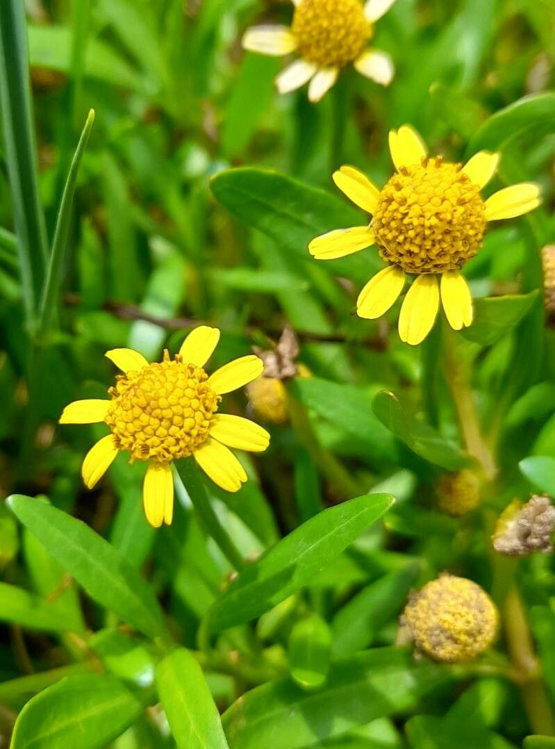 Acmella decumbens flower