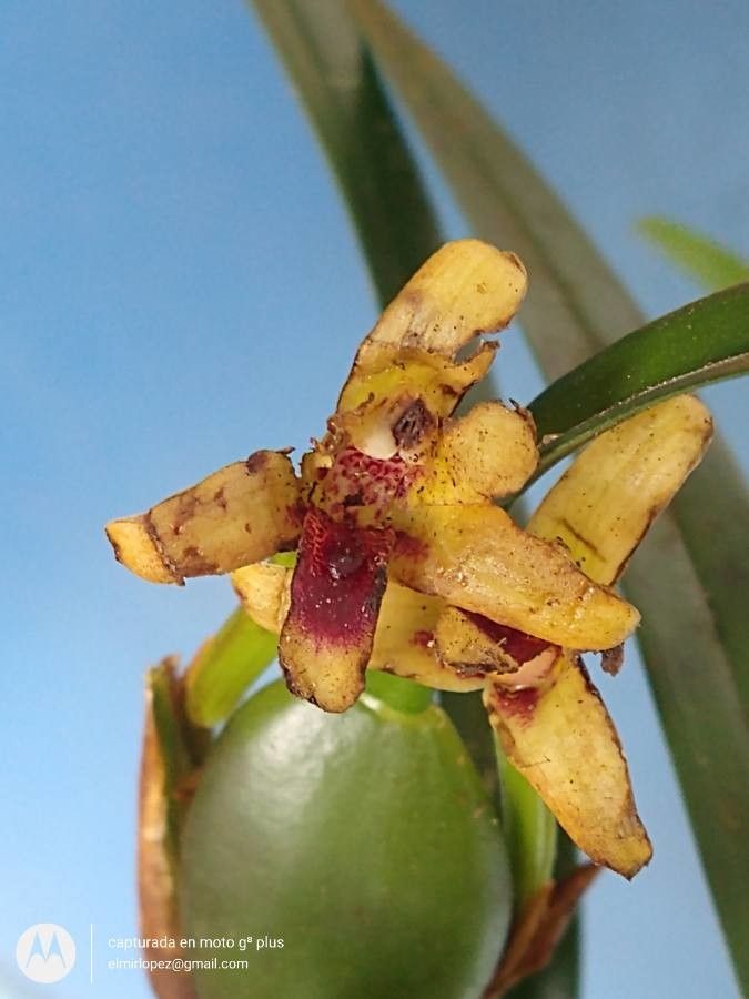 Dendrobium muricatum flower