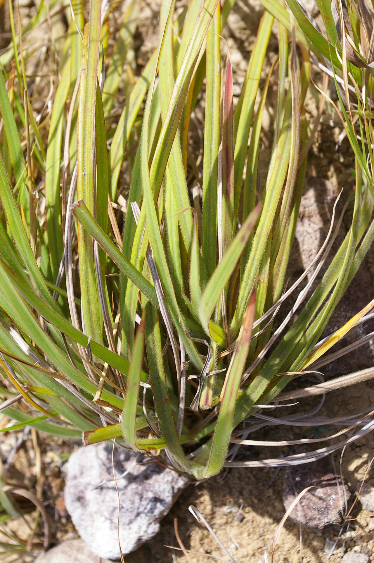 Paspalum pectinatum leaf