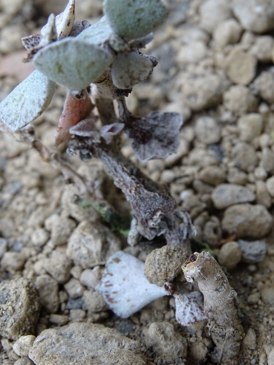Kalanchoe rhombopilosa bark