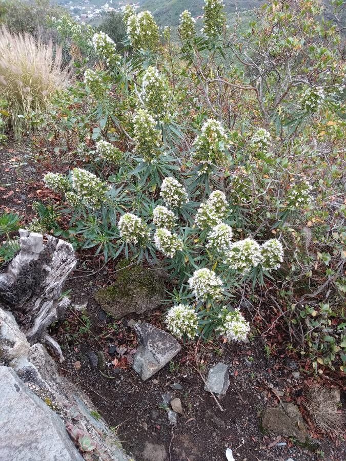 Echium giganteum flower