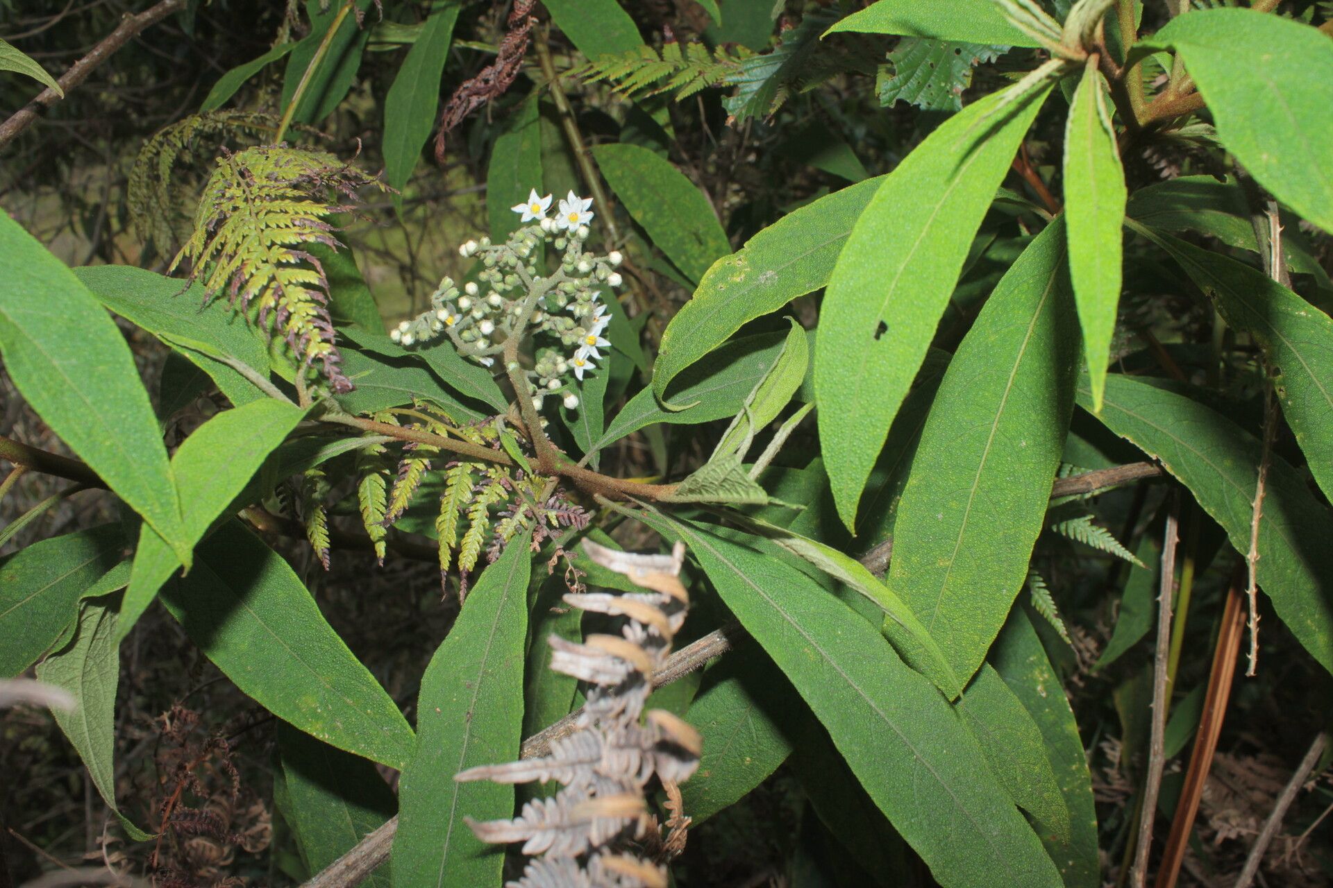 Solanum trachycyphum habit