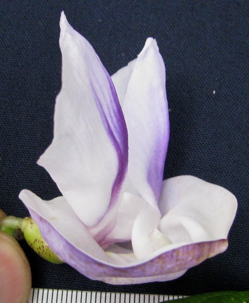 Vigna candida flower