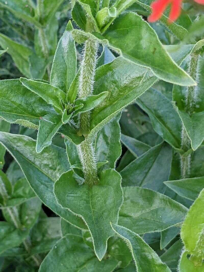 Lychnis chalcedonica