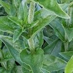 Lychnis chalcedonica