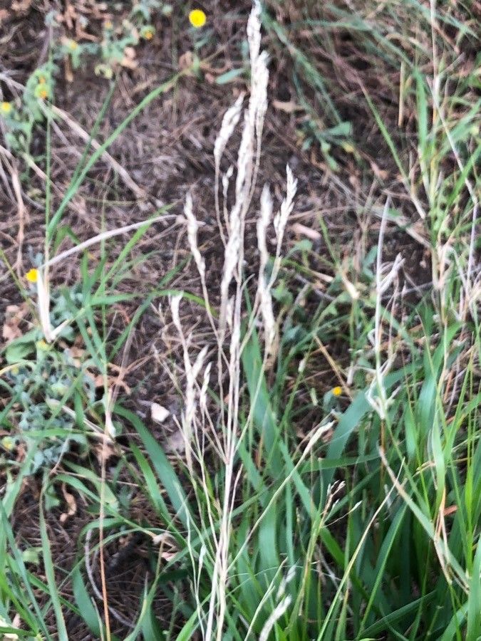 Piptatherum miliaceum fruit