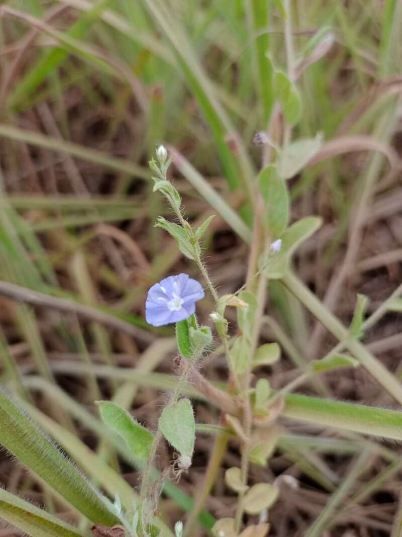 Evolvulus anagalloides flower