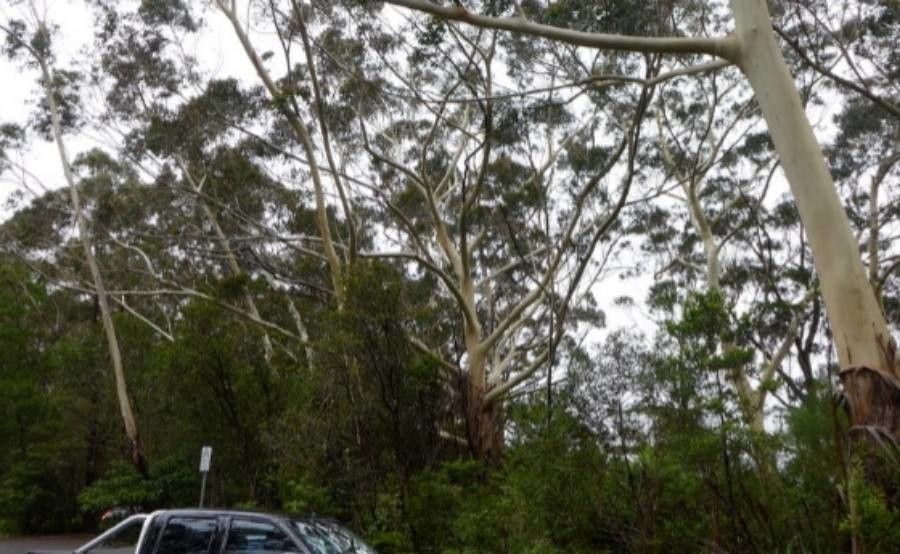 Eucalyptus oreades — search result for 'Eucalyptus'