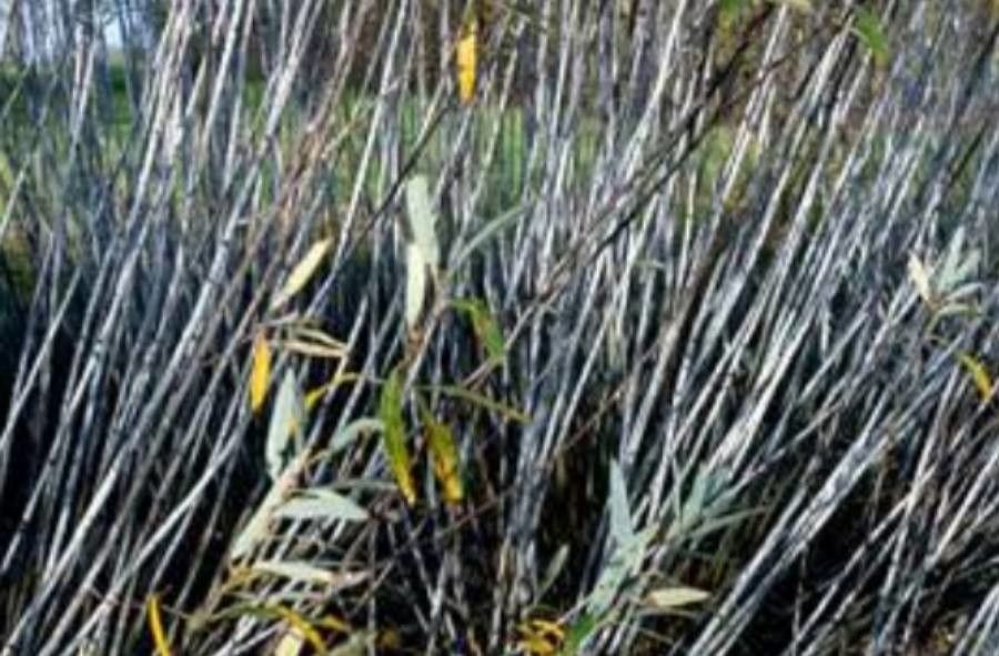 Salix irrorata — search result for 'Salicaceae'