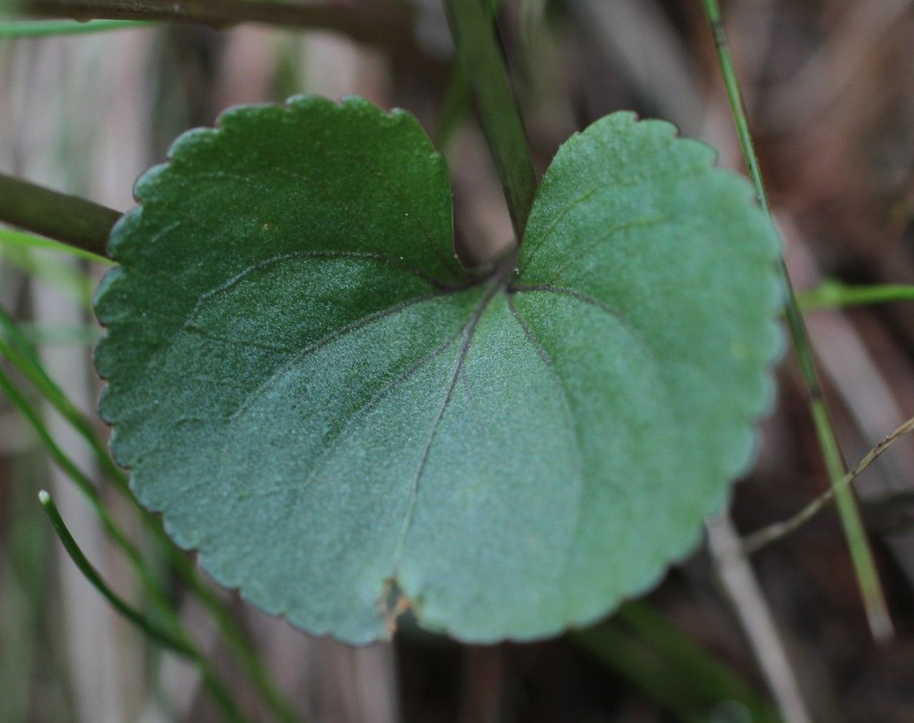 Viola laricicola leaf