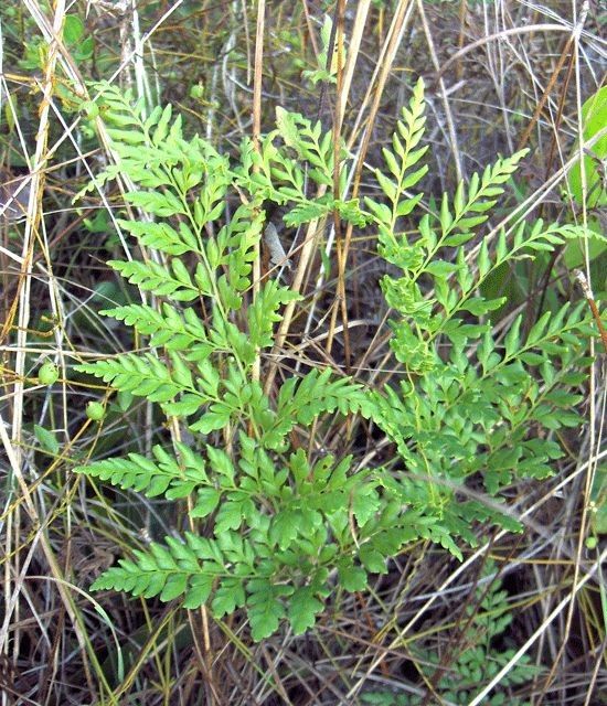 Anemia adiantifolia habit