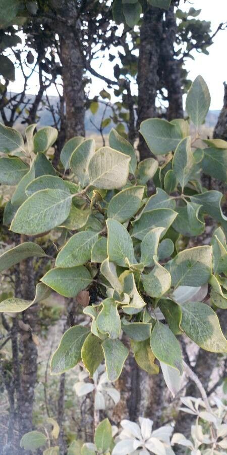 Arctostaphylos manzanita — search result for 'Arctostaphylos'