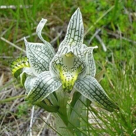 Chloraea magellanica — houseplant care guide