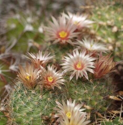 Cochemiea barbata flower