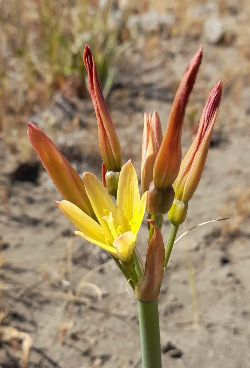 Zephyranthes araucana flower