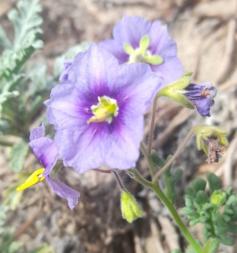 Solanum trinominum flower