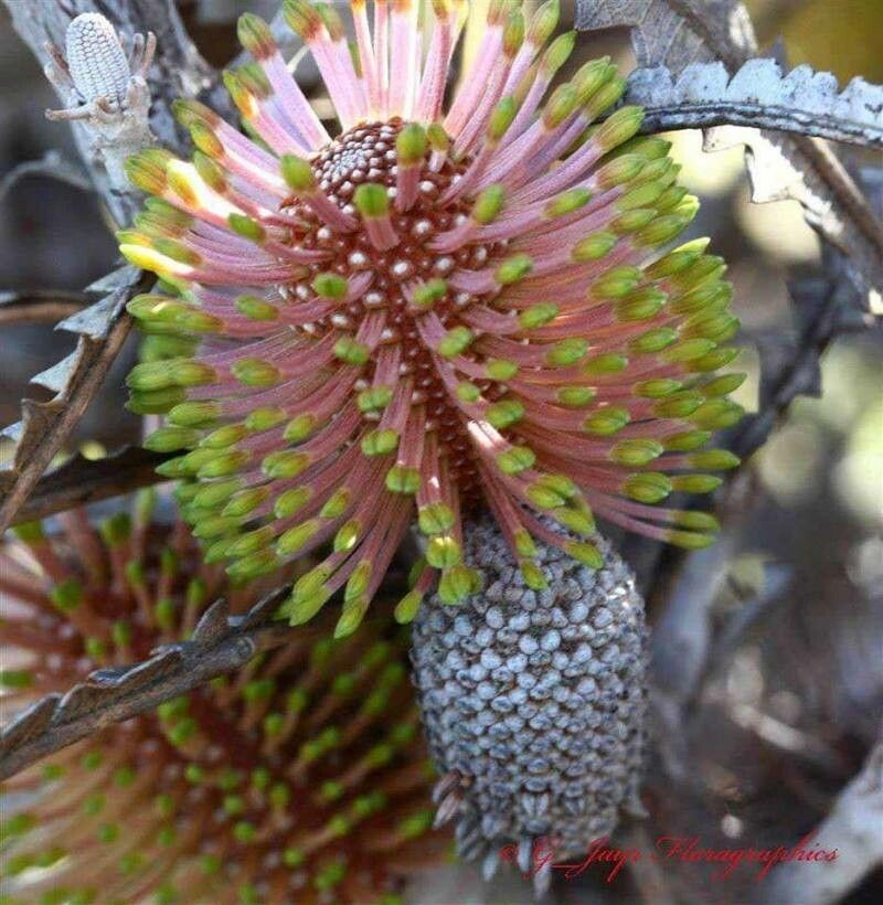 Banksia candolleana — houseplant care guide