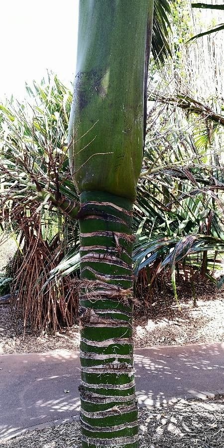 Carpoxylon macrospermum bark