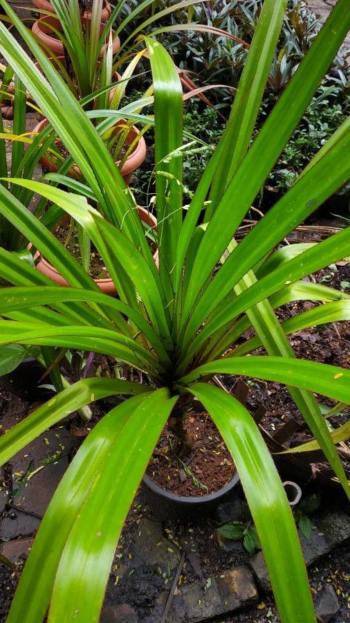 Freycinetia arborea leaf