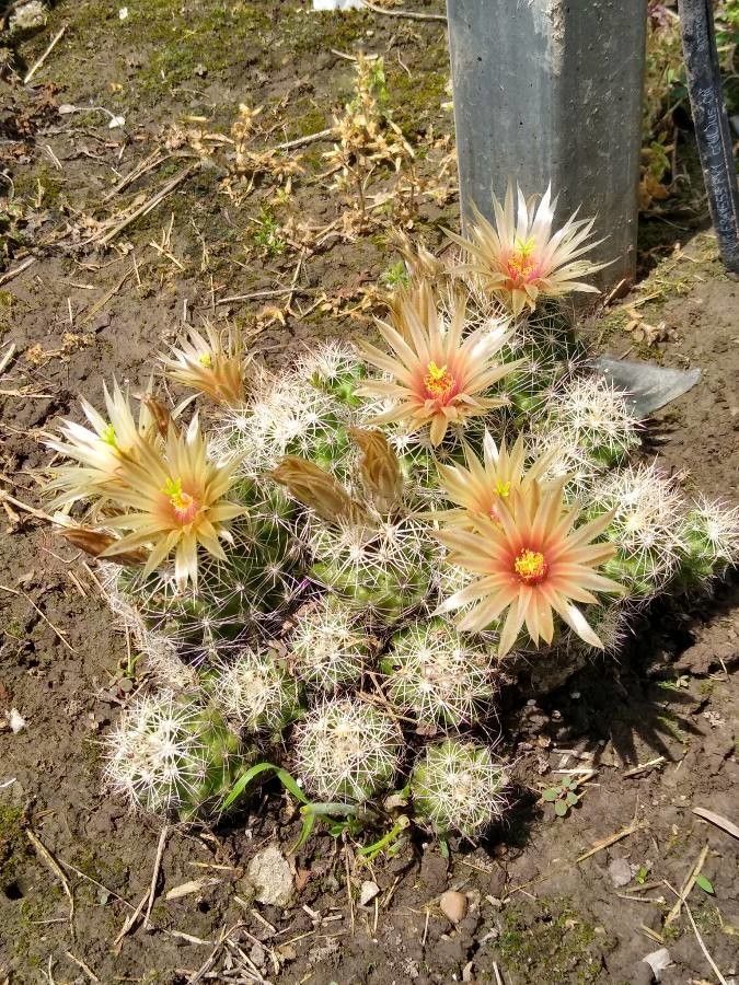 Escobaria emskoetteriana flower