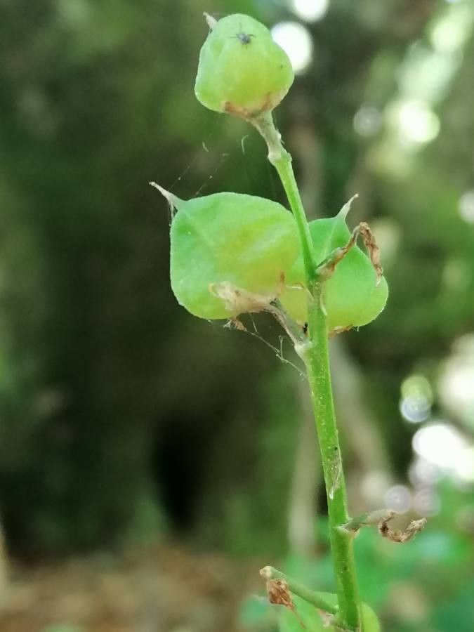 Tractema lilio-hyacinthus fruit