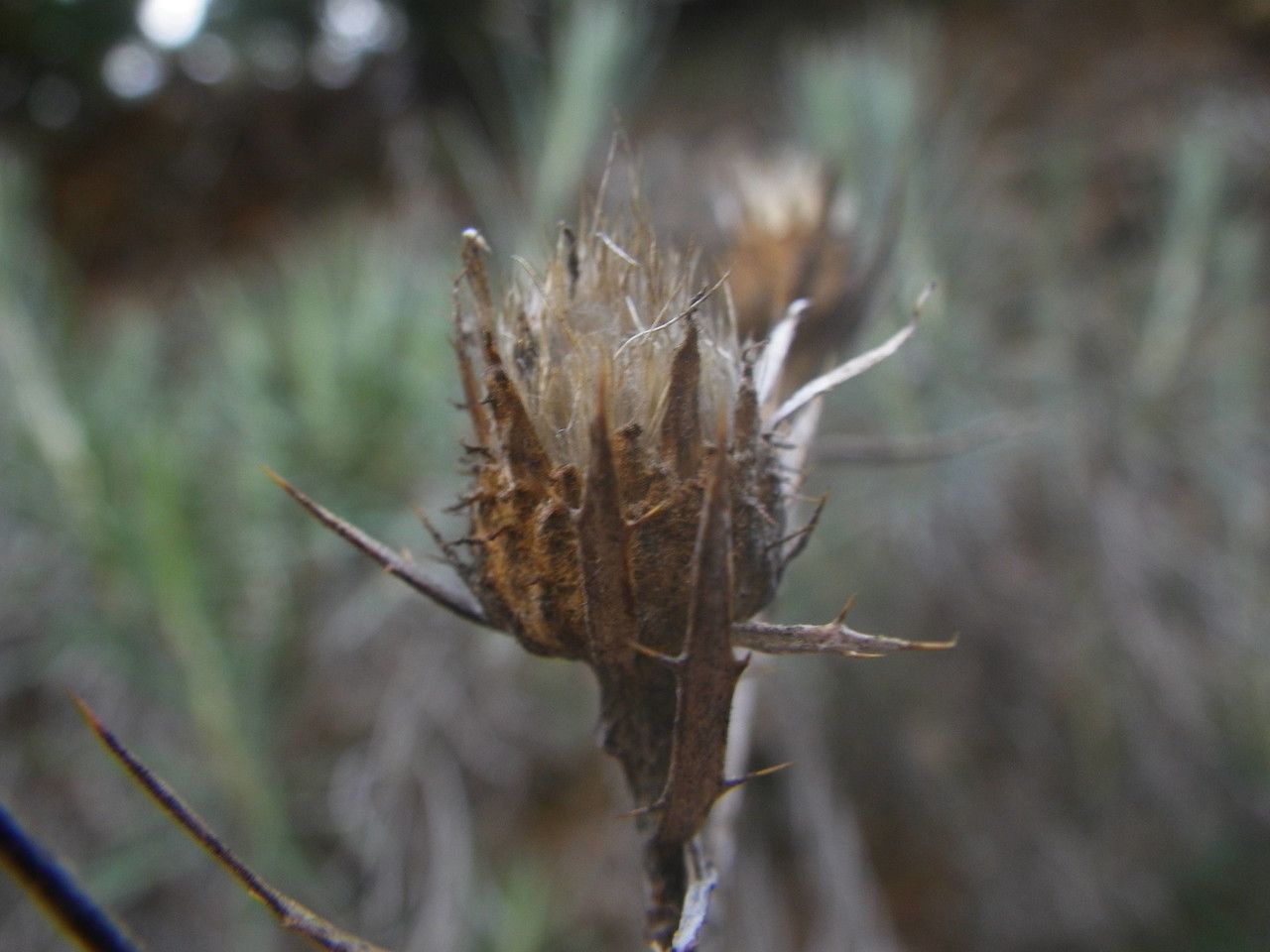 Carlina xeranthemoides flower
