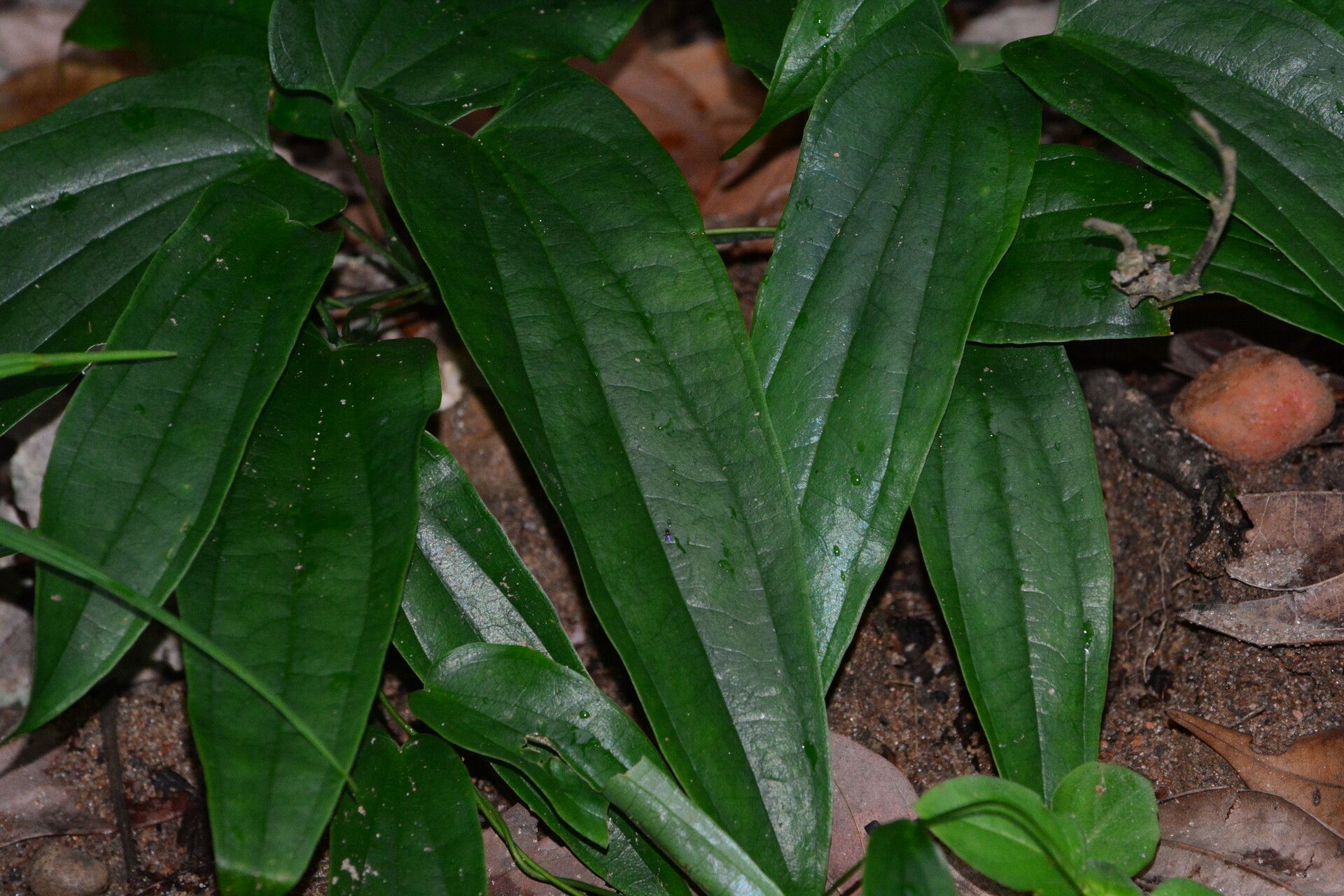 Dioscorea laxiflora leaf