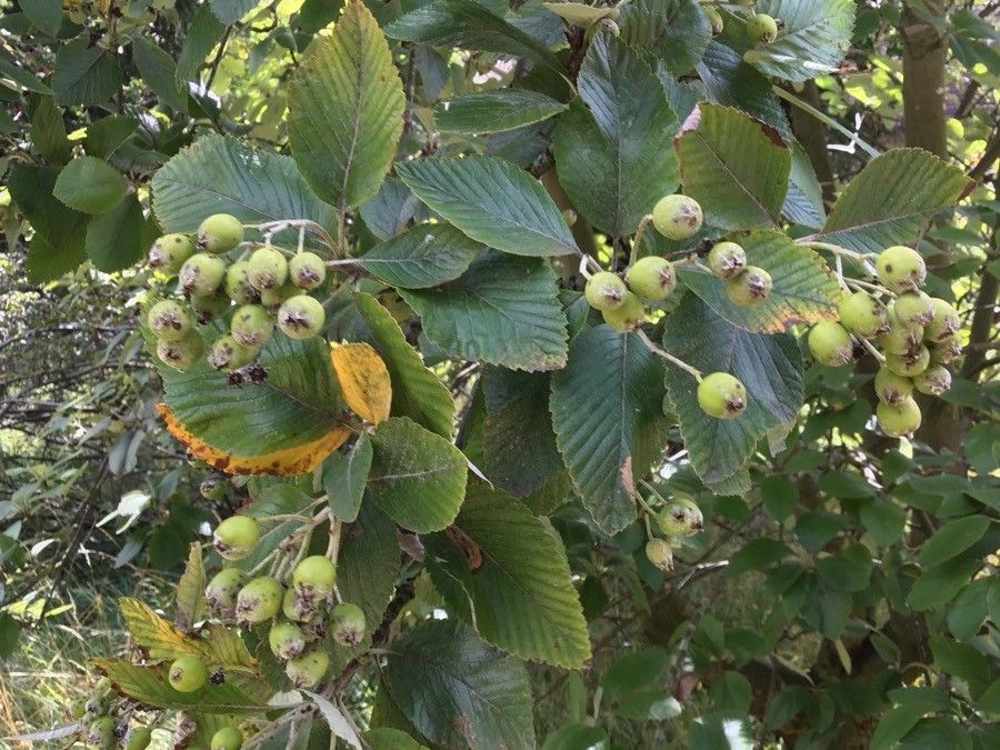 Sorbus porrigentiformis fruit