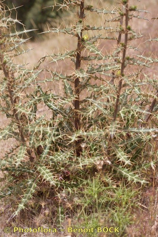 Ptilostemon dyricola habit