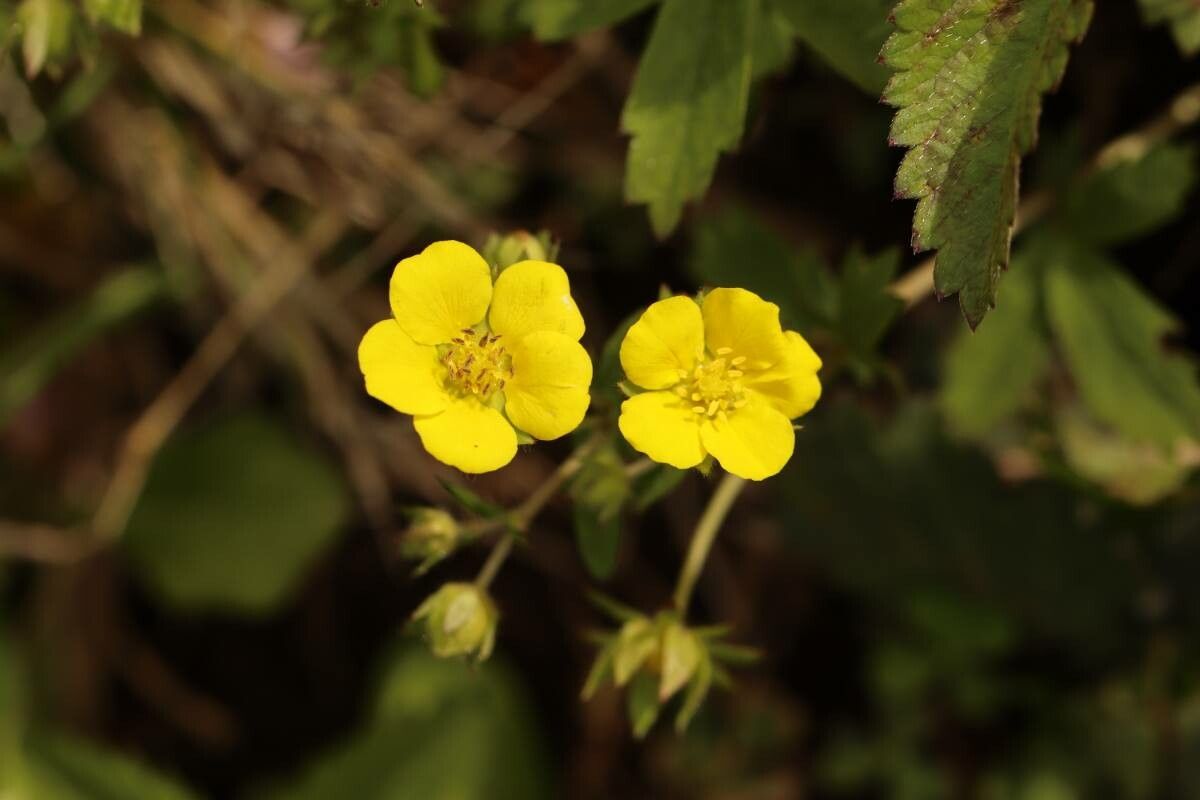 Potentilla freyniana — houseplant care guide